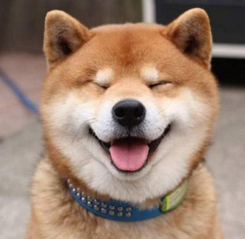 1990年,当时网上就开始疯传一张哈士奇狗的照片,照片的档名叫做smile