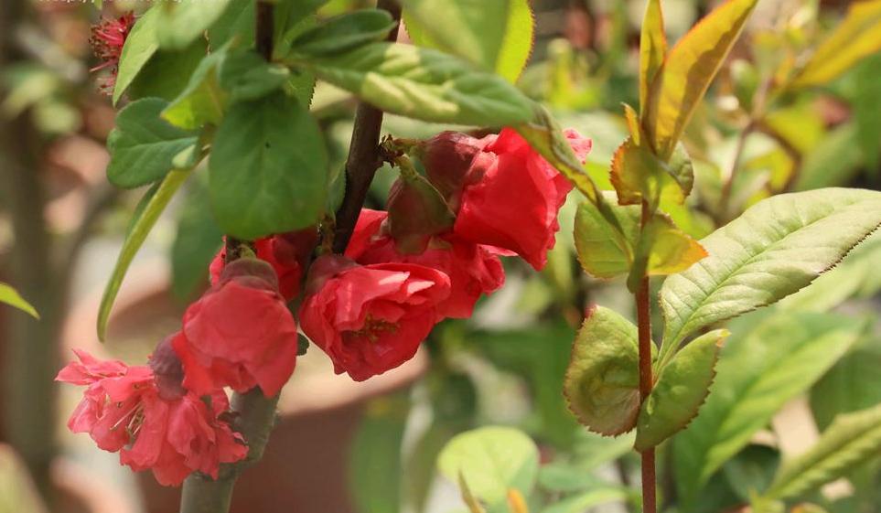 傲大贴梗海棠十二一重