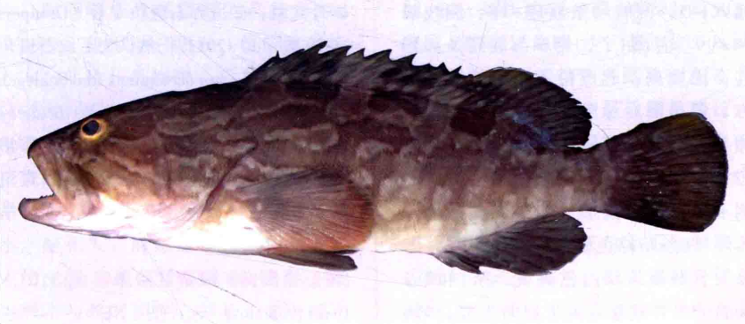  p>云纹石斑鱼(学名: i>epinephelus moara /i>)是鮨科,石斑鱼属鱼类.