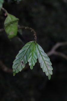 Procris boninensis_百度百科