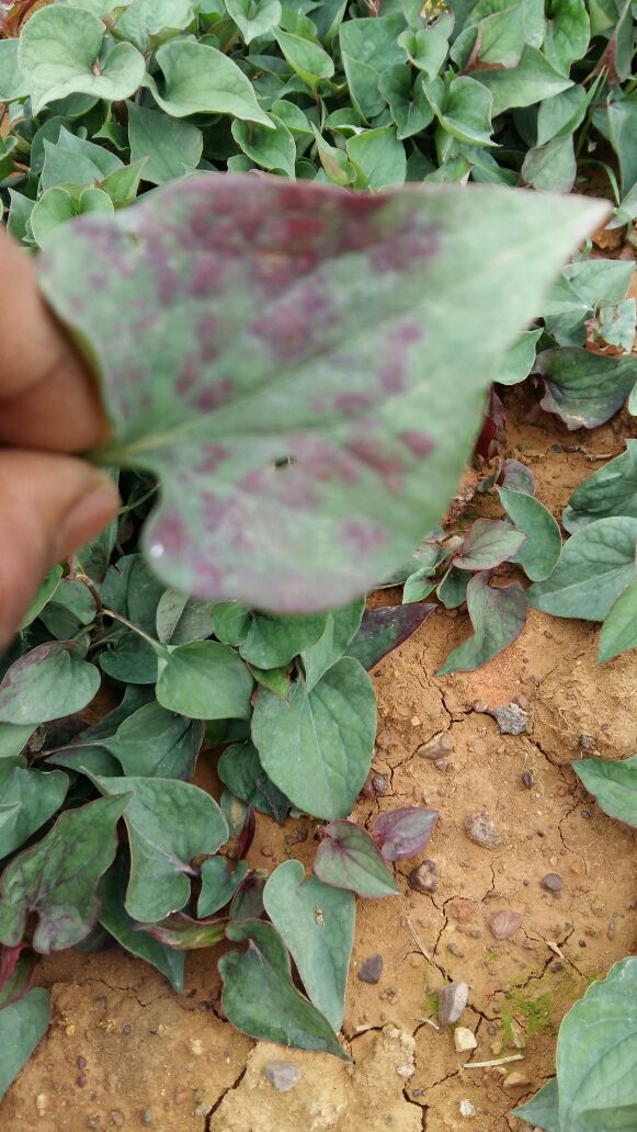  p data-id="txuyhocgabai">蕺菜,别名鱼腥草,三白草科蕺菜属的多年生