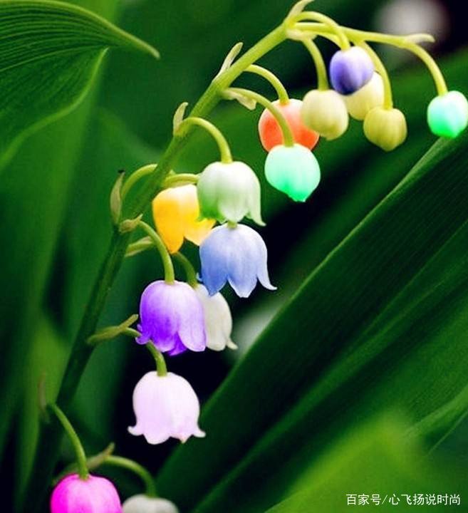 你知道东北的这种花吗？花语是幸福归来，但却全株有毒！_百科TA说