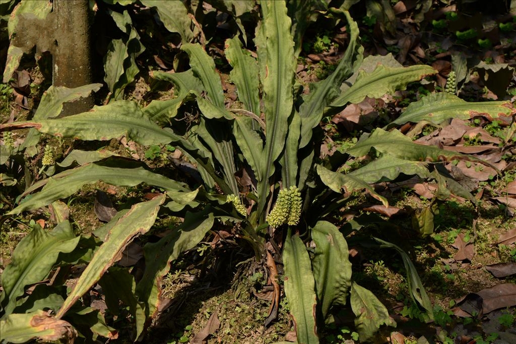  p>筒花开口箭(学名: i> tupistra delavayi  /i>franch i>.