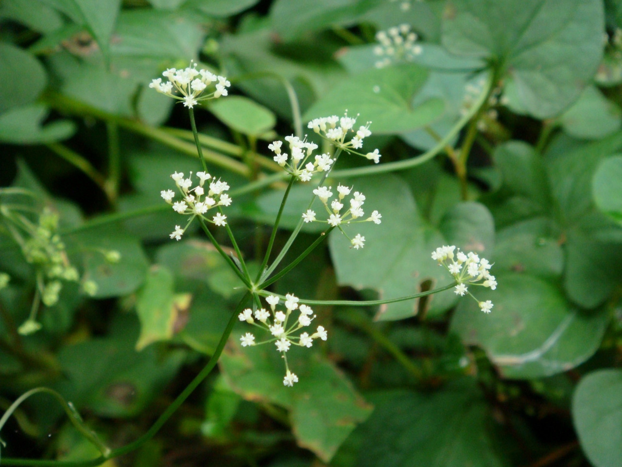 大叶芹（伞形科大叶芹属植物）_百度百科