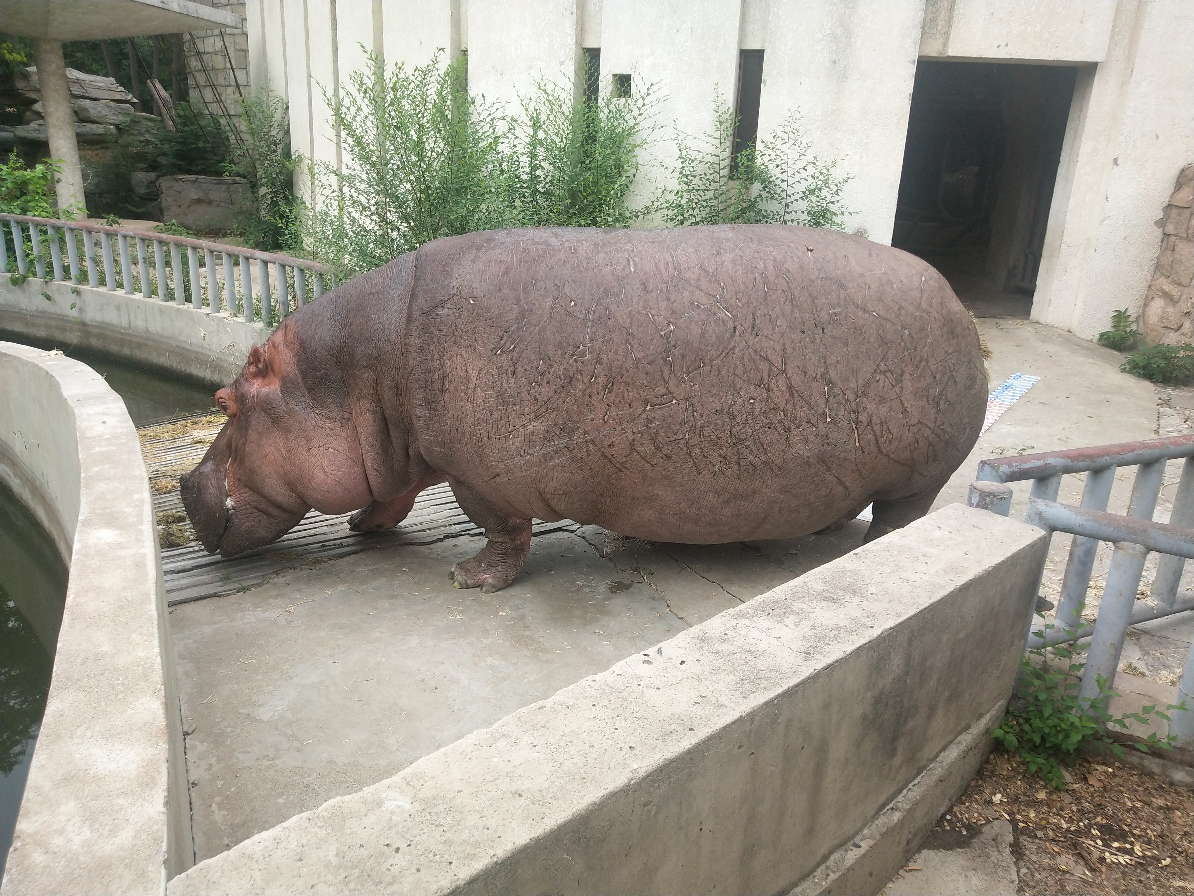  p>河马科 hippopotamidae偶蹄目的 1科.共有2属2种.