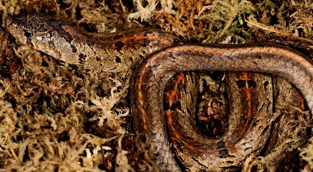  p>台湾小头蛇, a href="#">游蛇科 /a> a href="#">小头蛇属 /a>物种