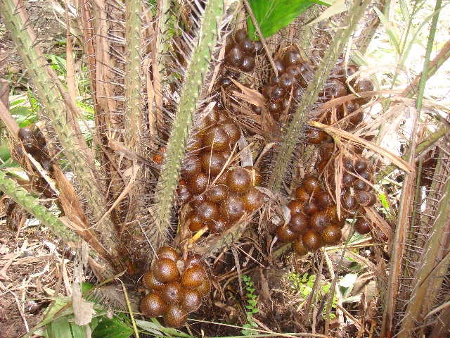 滇西蛇皮果salaccasecundagriff