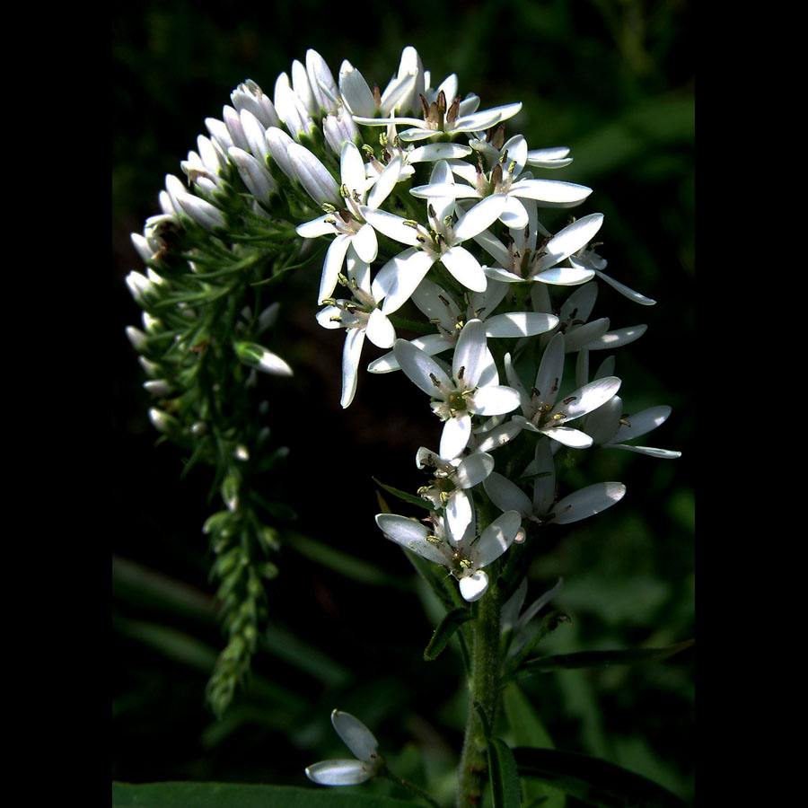 ex l),物种为多年生,直立 a href="#" data-lemmaid="541696">草本 