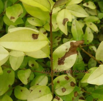  p>金叶女贞叶斑病危害金叶女贞.真菌类病害. /p>