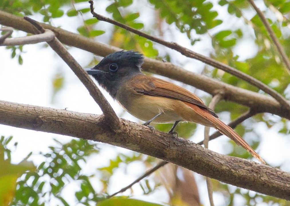 小巽他群岛寿带鸟