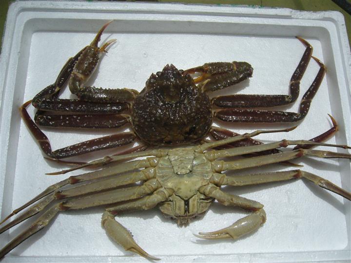  p data-id="gocnt70y1p">雪蟹,学名灰眼雪蟹(科学命名):chionoecetes