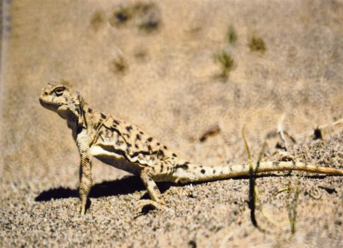  p>红尾沙蜥(学名: i>phrynocephalus theobaldi /i>)是鬣蜥科,沙蜥属