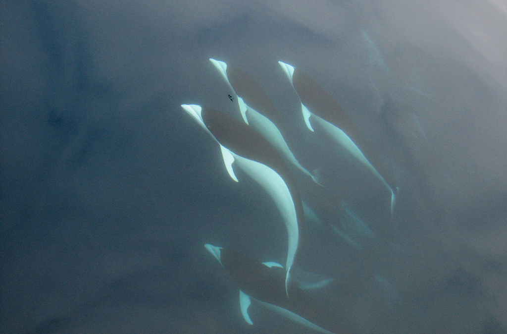  p>南露脊海豚(学名: i>lissodelphis peronii /i>) a target="_blank