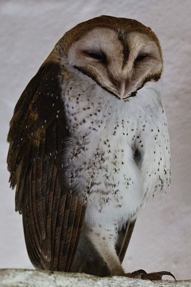  p>仓鸮加拉帕戈斯亚种(学名: i>tyto alba punctatissima /i>)是仓鸮