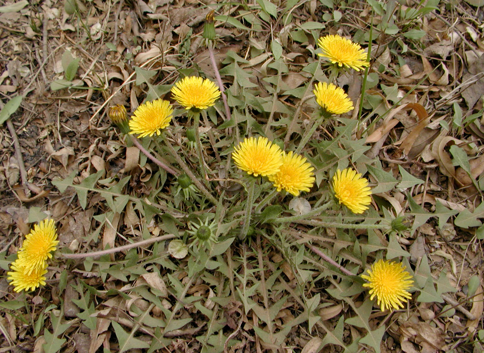  p>苍叶蒲公英(学名: i>taraxacum glaucophyllum /i> soest)是多年生