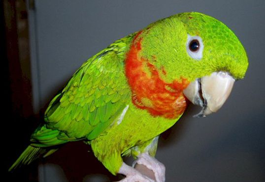 红喉锥尾鹦鹉
