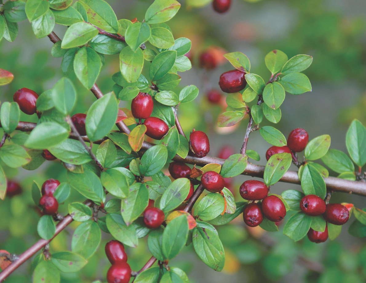 是 a href="#" data-lemmaid="1121901">蔷薇科栒子属 /a>植物.