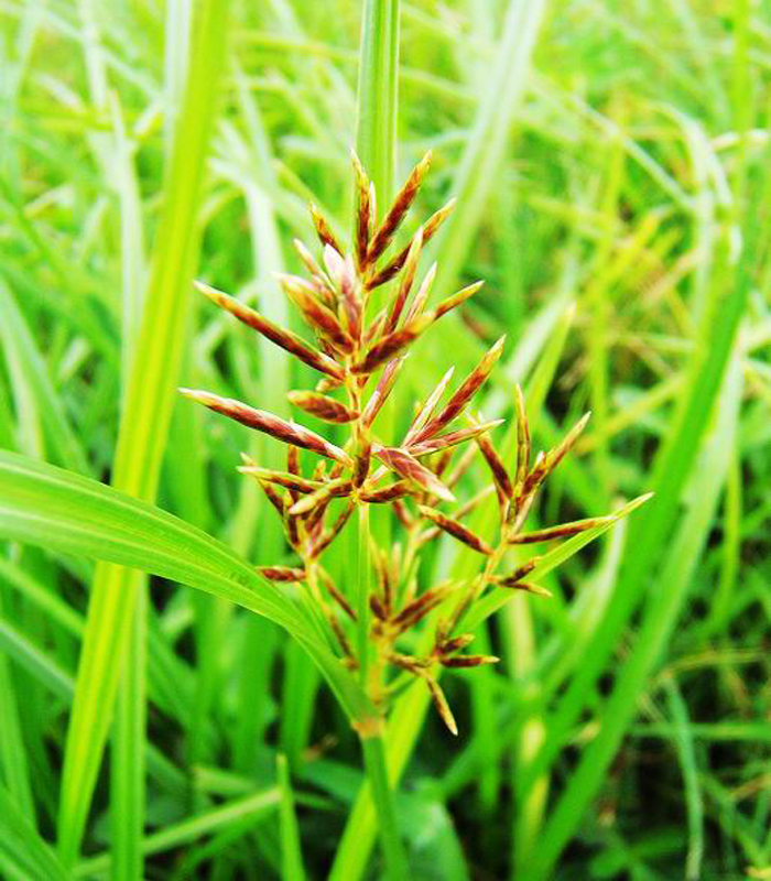  p>香附,中药名.为莎草科植物莎草的干燥根茎.