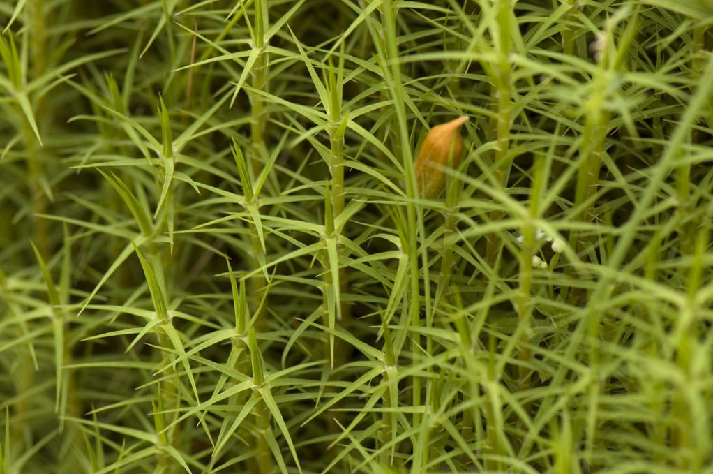  p>镰刀藓藓丛柔弱,黄绿色或深绿色.植物体粗大,绿色或棕黄绿色.