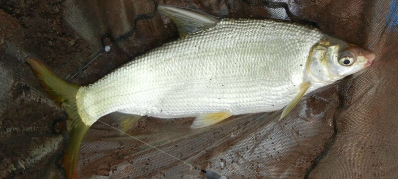  p>银鲴(学名: i>xenocypris argentea) /i>是鲤科,鲴属温性鱼类.