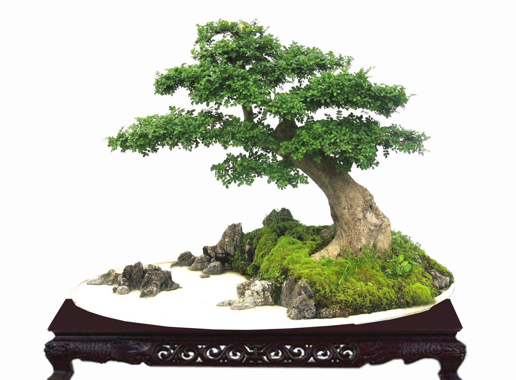 对节白蜡栽植和养护