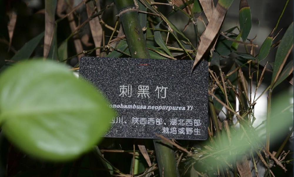  p>刺黑竹(学名: i>chimonobambusa neopurpurea /i> yi )是禾本科,寒