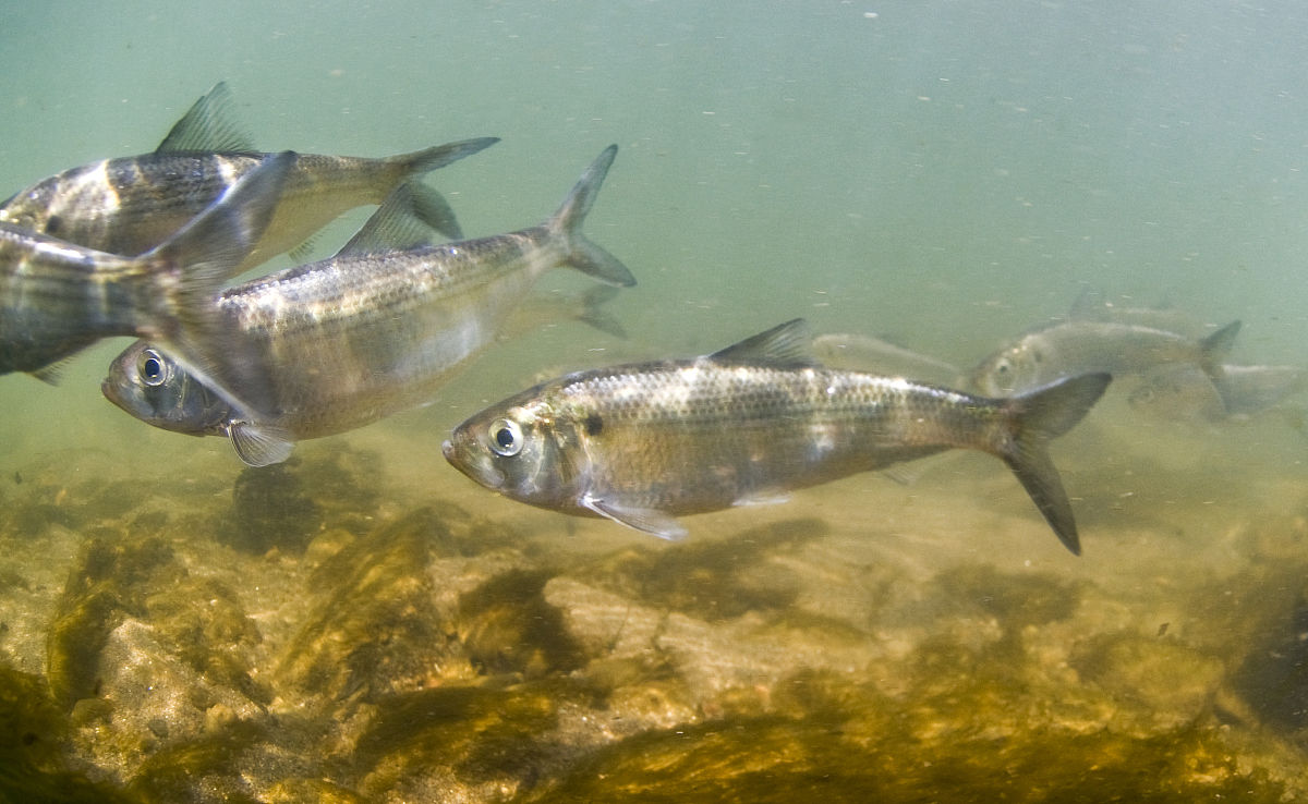  p data-id="tiksghwgti2j">鲱是鲱形目鲱科鲱属鱼类,又名青鱼,青条鱼