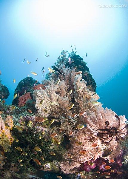 珊瑚 /a>目的 a href="#" data-lemmaid="216062">动物 /a>形成的一种