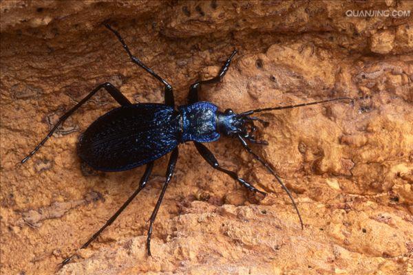  p>步甲(carabidae)属于昆虫纲 insecta 鞘翅目 col