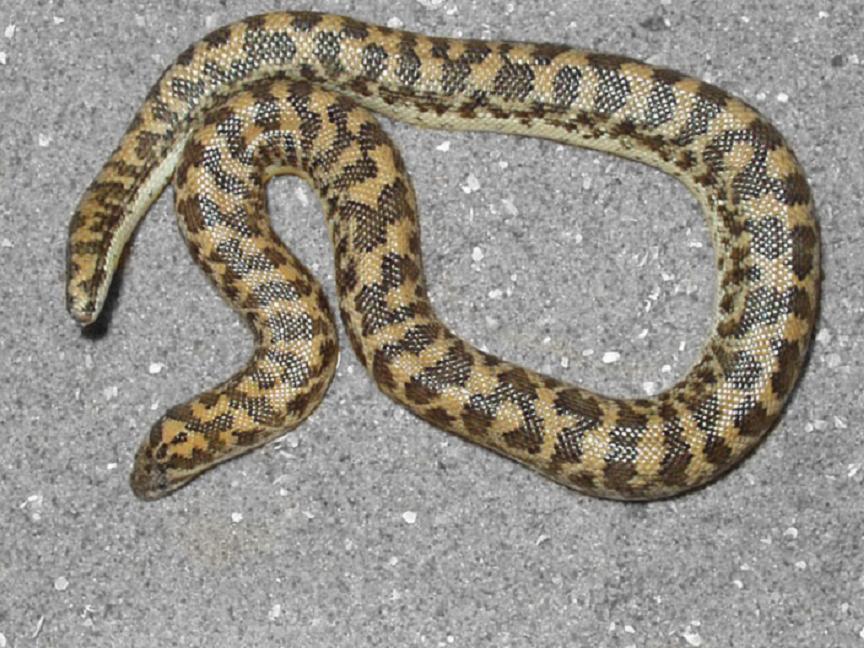 小型到中等大小的无毒蛇类,卵胎生,本属已知11种,分布于亚洲沙漠地区