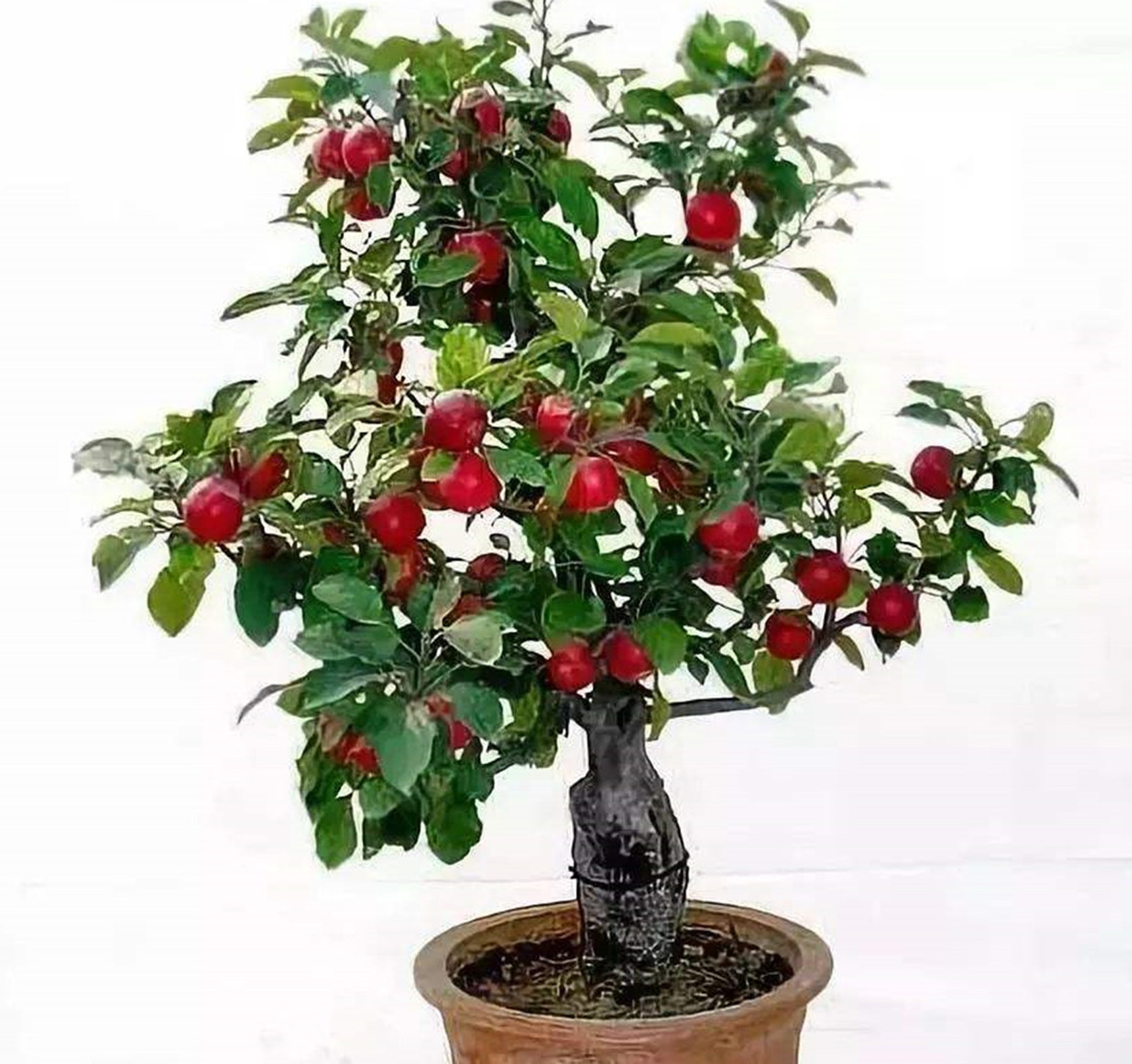 solanum pseudocapsicum