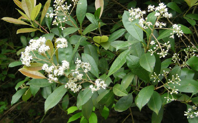  p>饶平石楠(学名: i>photinia raupingensis  /i>kuan )是蔷薇科石楠