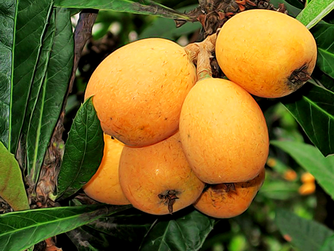  p>枇杷(学名: i>eriobotrya japonica  /i>(thunb.) lindl.