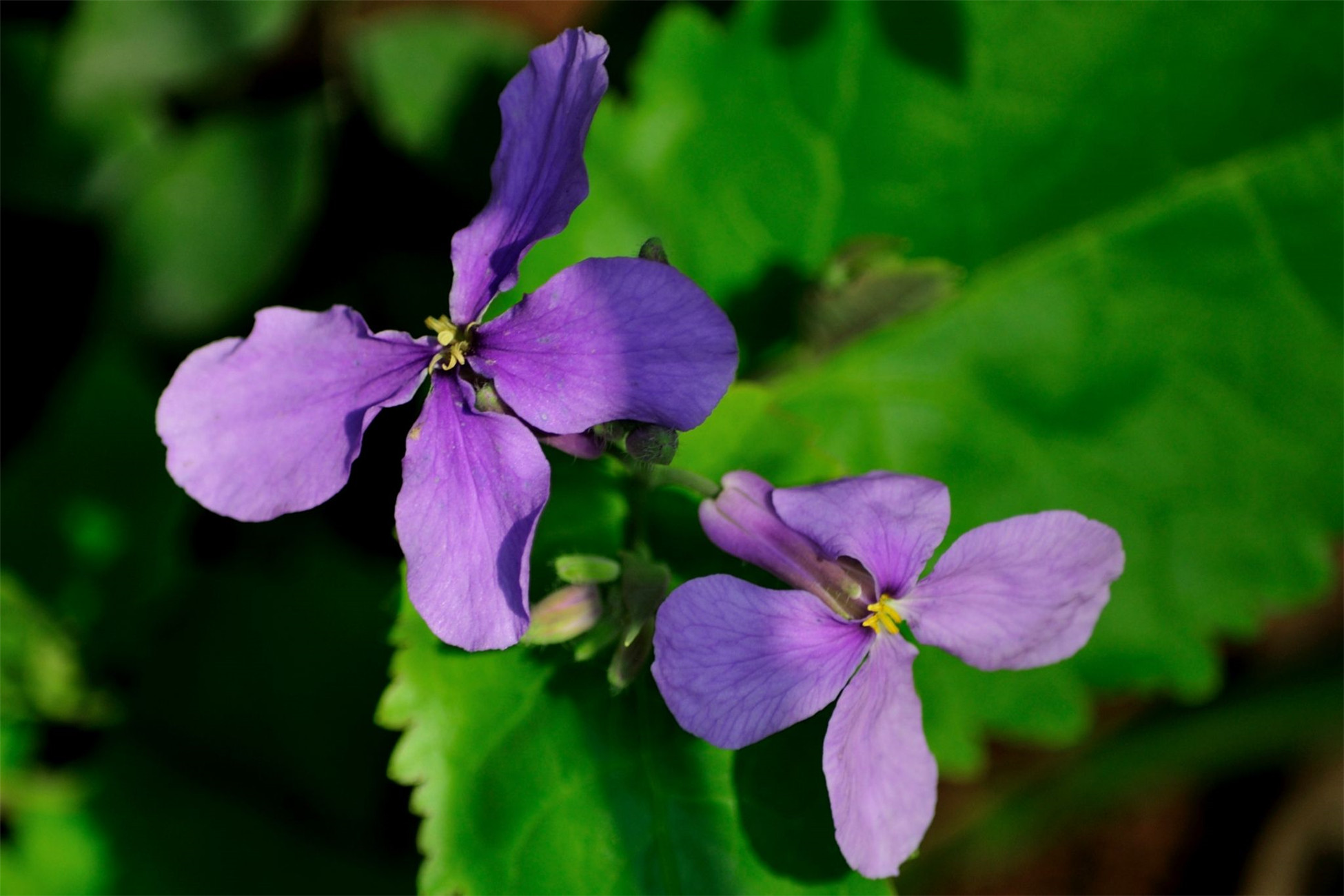 orychophragmus violaceus (l.) o. e. schulz