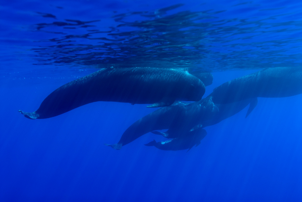long-finned pilot whale