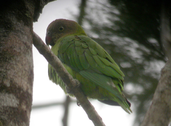  p> a target="_blank" href="/item/黄顶侏鹦鹉指名亚种/10395028"