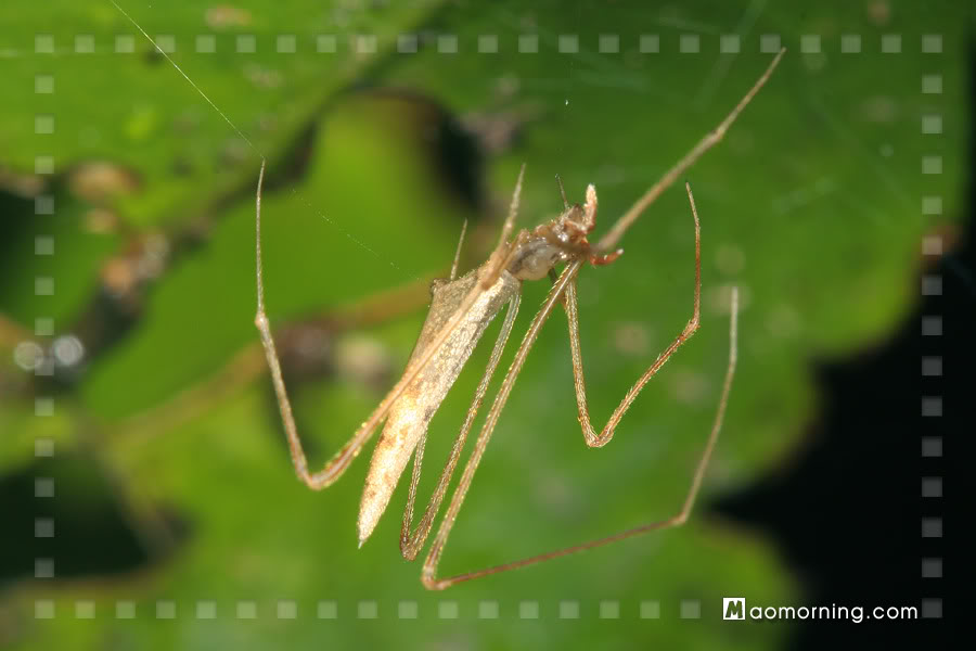  p>红斑蛛,也称黑寡妇蛛,属于球腹蛛科,及狼蛛科中的 a href="#" data