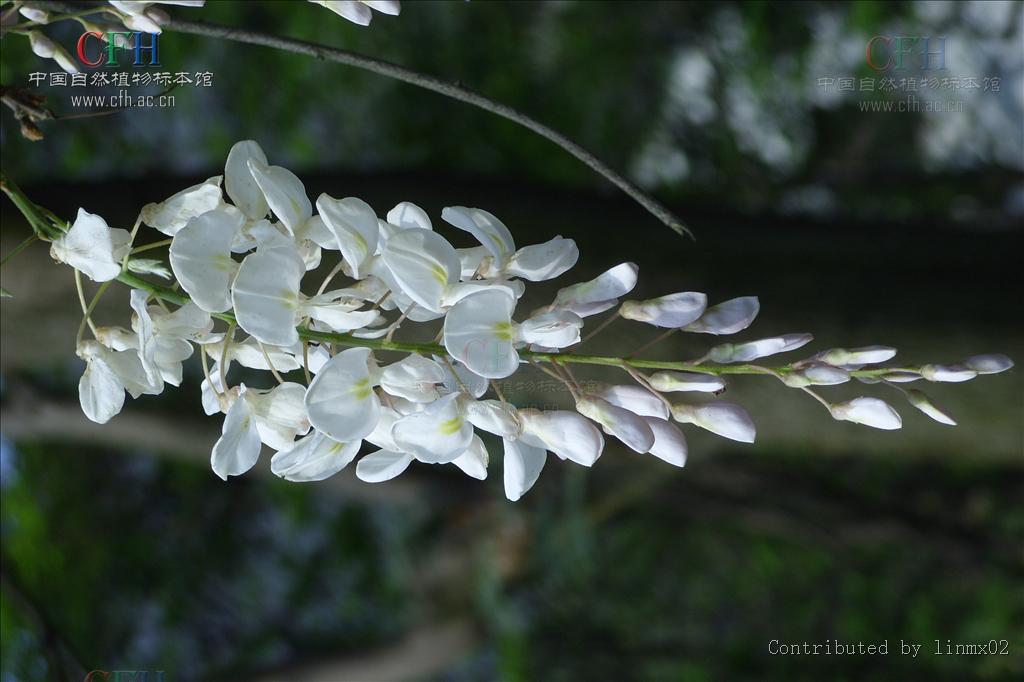 白花紫藤(变型)