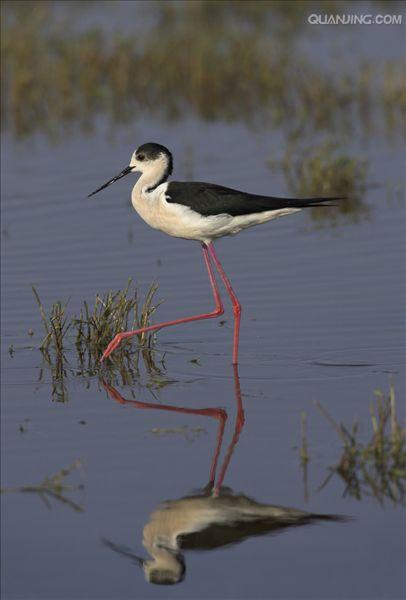  p>黑颈长脚鹬(学名: i>himantopus mexicanus /i>)是一种修长的黑白