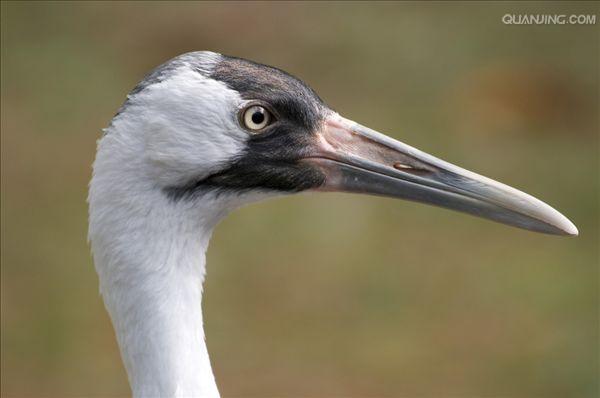 whoopingcrane
