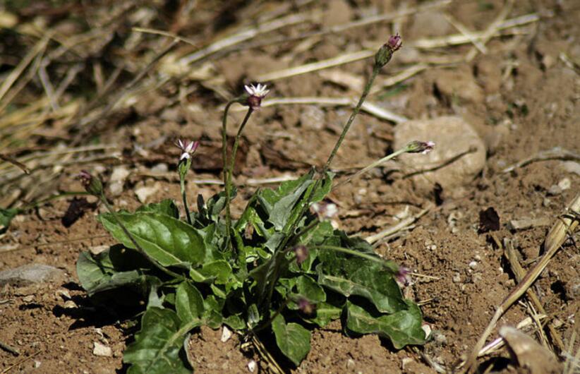  p>蒙自大丁草(学名: i>gerbera henryi /i>)是菊科 a target="_blank