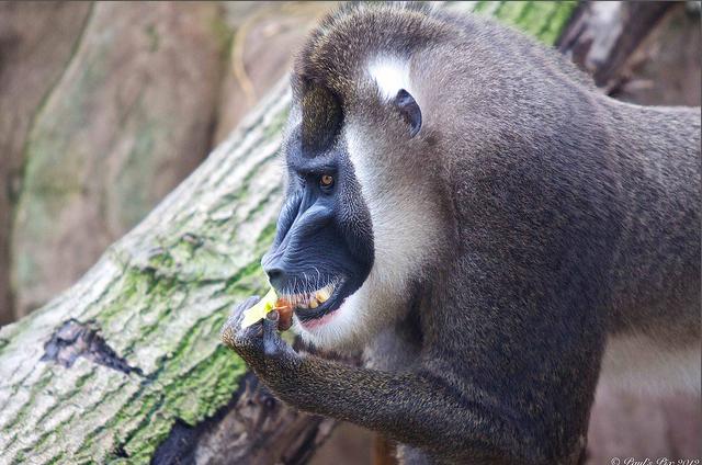  p>鬼狒(拉丁学名: i>mandrillus leucophaeus /i>)在外表上与山魈