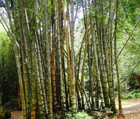  p>马来甜龙竹(学名: i>dendrocalamus aspera /i> (j. a. et j. h.