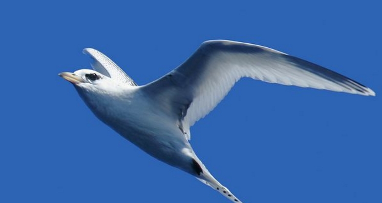 中型 a href="#" data-lemmaid="3589123">海鸟 /a>,体型呈流线型