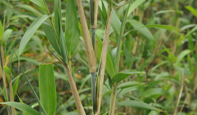  p> a href="#" data-lemmaid="2515143">玉山竹 /a>,学名:yushania