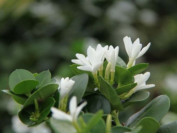  p>大花假虎刺(学名: i>carissa macrocarpa /i> (eckl.) dc.