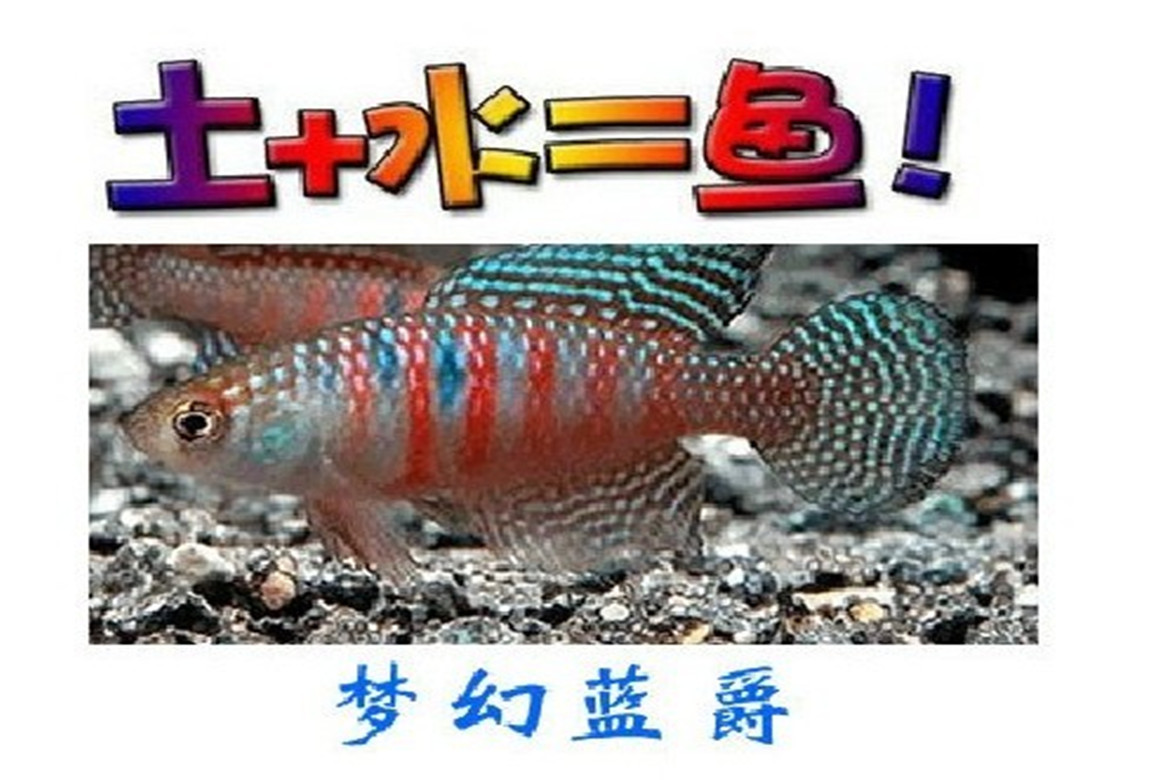 神奇魔法鱼