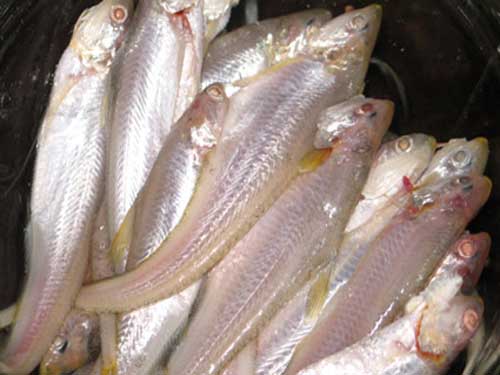  p data-id="tifhrxsx5yde">凤尾鱼是鲱形目鳀科鲚属鱼类,别名鲚鱼