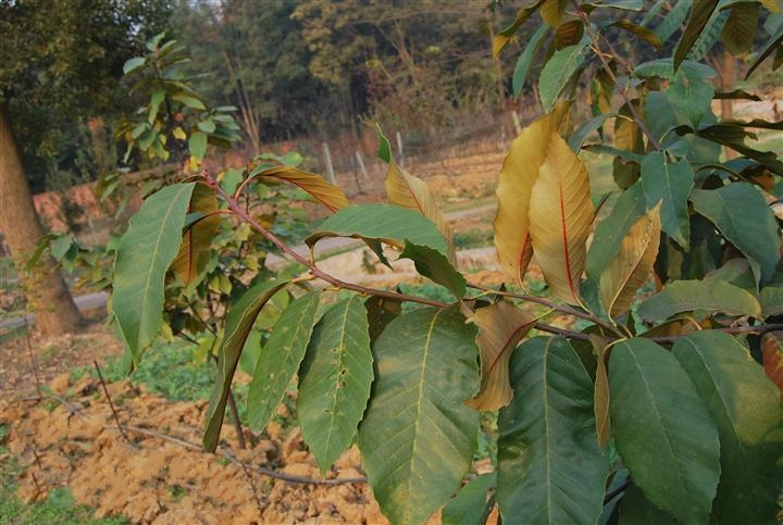  p>钩锥(学名: i>castanopsis tibetana /i> hance)是壳斗科,锥属 a