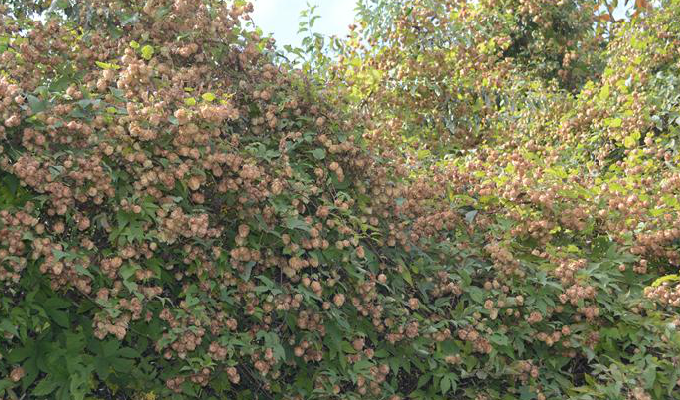 蛇麻子的花蕾可以用作酿造啤酒,俗称"啤酒花".